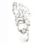 FOOT STUDY 2