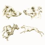 GREYHOUND STUDIES